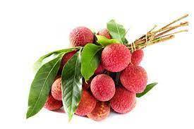 LITCHI BRANCHE