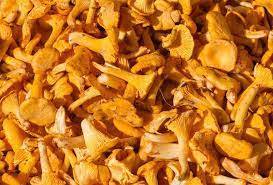 CHAMPIGNON GIROLLE