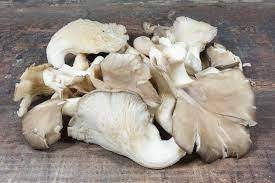 CHAMPIGNON PLEUROTE