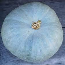 COURGE POTIRON BLEU