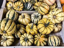 COURGE PATIDOU