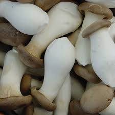 CHAMPIGNON ERYNGII